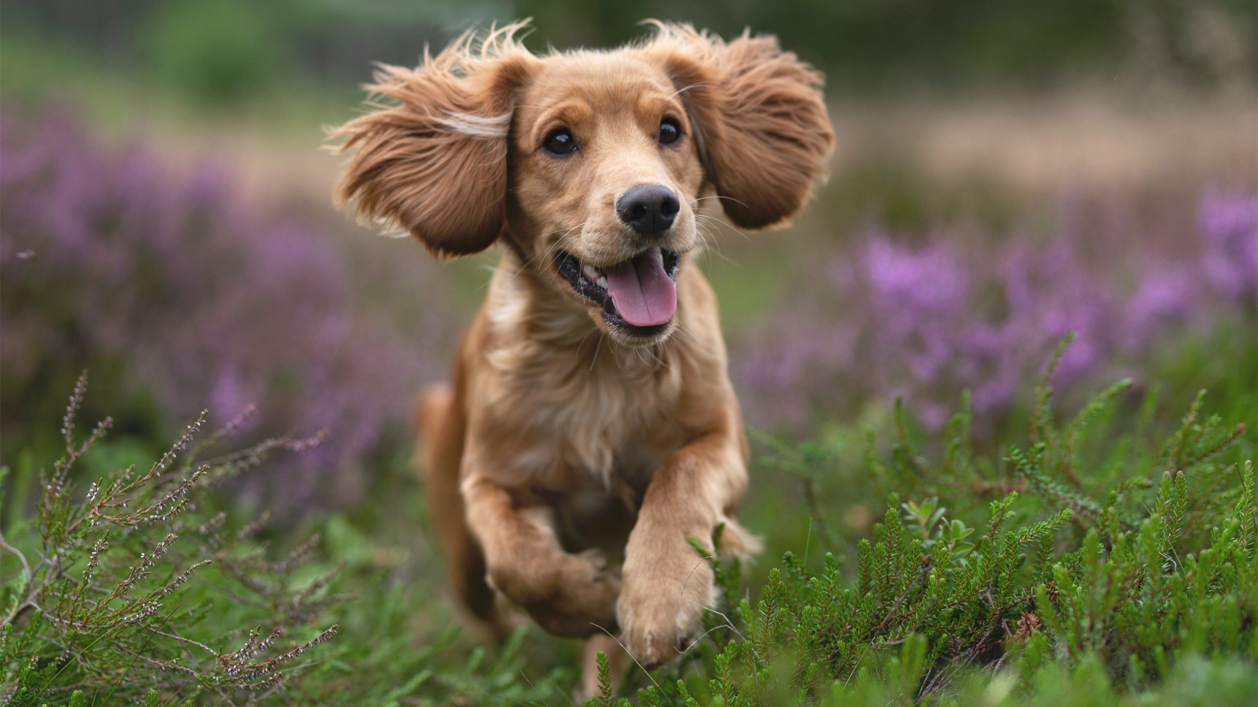 开云首页登录-_旗帜飘扬的运动会：传递体育精神_，运动会传承的精神