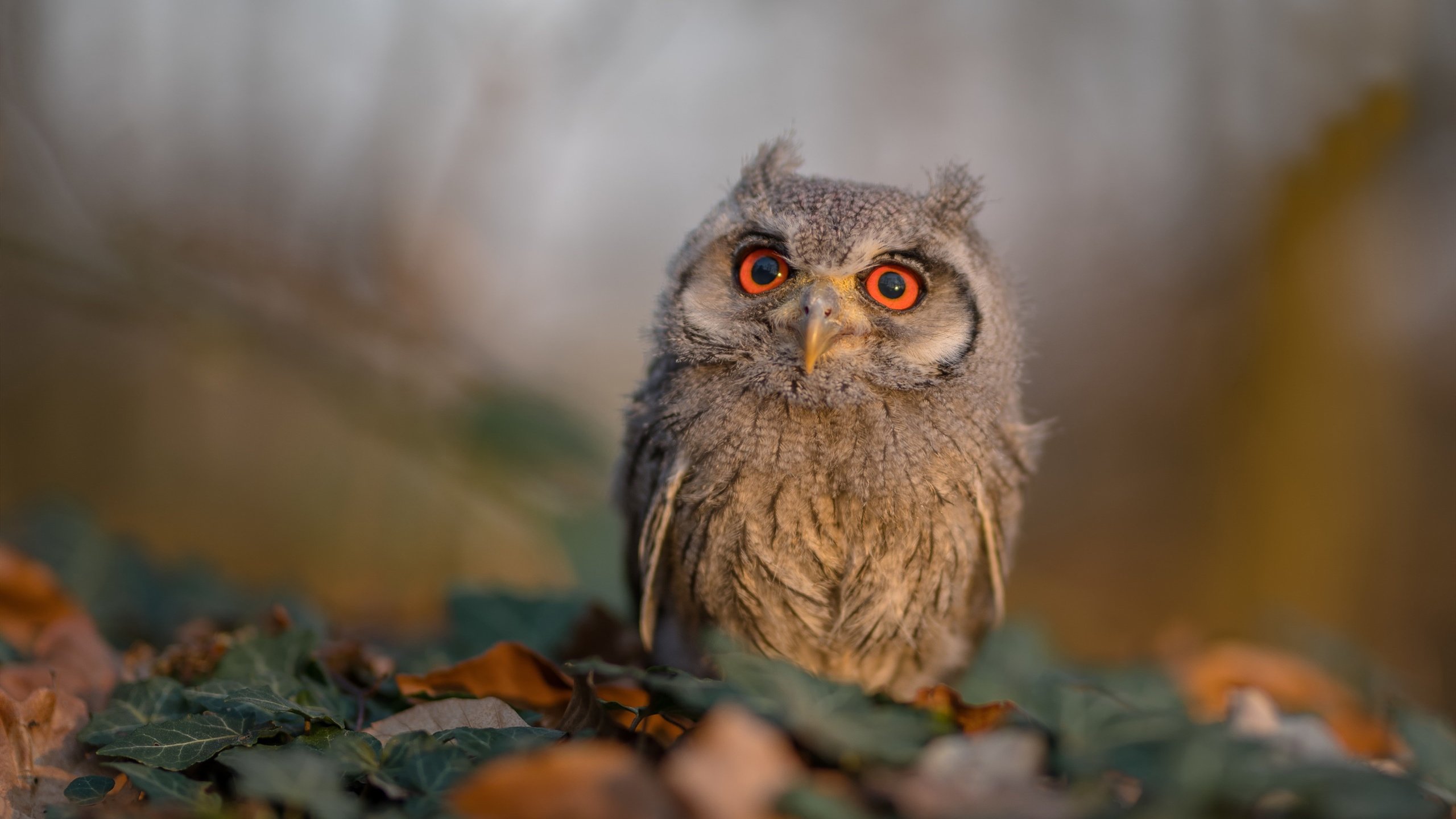 开云中国官网-“校园足球赛事展现青少年的激情与才华”，校园足球赛事报道